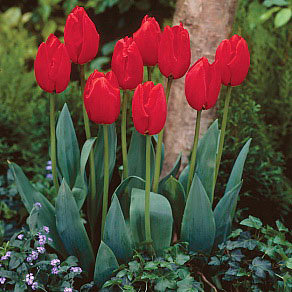 Тюльпан Лефеберс Мемори (Lefebers Memory), 10 шт (разбор 12/14) - картинка 1