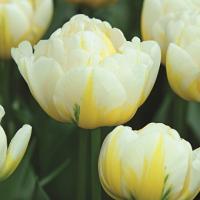 Тюльпан Эвита (Evita), 10 шт (разбор 11/12)