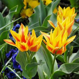 Тюльпан Виннипег (Winnipeg), 10 шт (разбор 11/12) - картинка 1