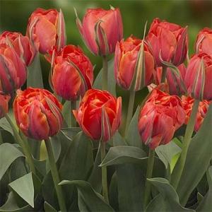 Тюльпан Куинсдей (Queensday), 10 шт (разбор 12/14) - картинка 2