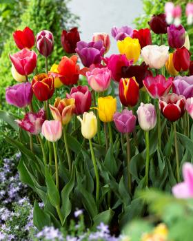 Тюльпан триумф смесь (Tulipa Triumph Mixed), 10 шт (разбор 11/12) - картинка 3