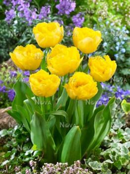 Тюльпан Лемон Шут (Lemon Shoot), 10 шт (разбор 12/14) - картинка 4