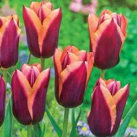 Тюльпан Слава (Slawa), 10 шт (разбор 12/14)