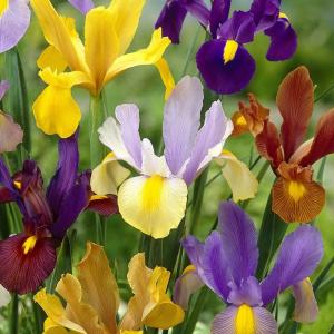 Ирис голландский смесь (Iris hollandica), 20 шт (разбор 8/9) - картинка 6