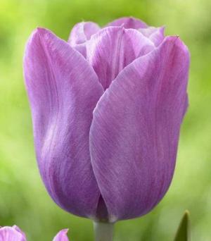 Тюльпан Вайлет Бьюти (Violet Beauty), 10 шт (разбор 12/14) - картинка 4