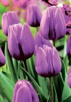 Тюльпан Вайлет Бьюти (Violet Beauty), 10 шт (разбор 12/14)