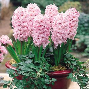 Гиацинт Фондант (Hyacinthus Fondant), 3 шт - картинка 1