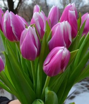 Тюльпан Синаеда Блю (Synaeda Blue), 10 шт (разбор 12/14) - картинка 5