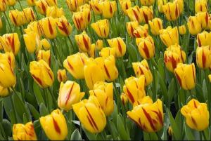 Тюльпан Вашингтон (Washington), 10 шт (разбор 11/12) - картинка 2