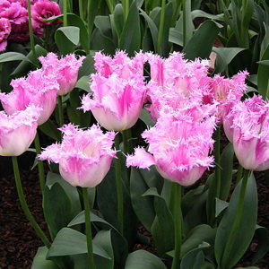 Тюльпан Овиедо (Oviedo), 10 шт (разбор 12/14) - картинка 1