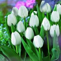 Тюльпан Роял Вирджин (Royal Virgin), 5 шт (разбор 11/12)