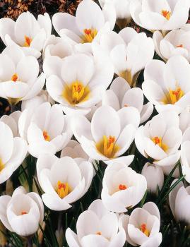 Крокус Ард Шенк (Ard Schenk), 25 шт (разбор 5/7) - картинка 2