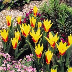 Тюльпан Стреза (Stresa), 10 шт (разбор 12/14) - картинка 1