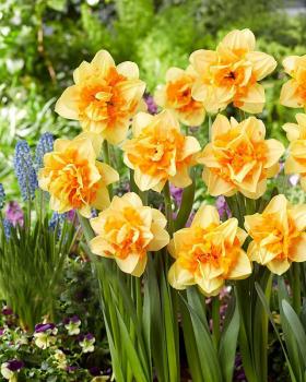 Нарцисс Санкетчер (Suncatcher), 5 шт (разбор 12/14) - картинка 1