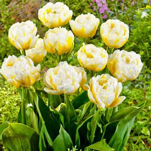 Тюльпан Эвита (Evita), 10 шт (разбор 11/12) - картинка 1