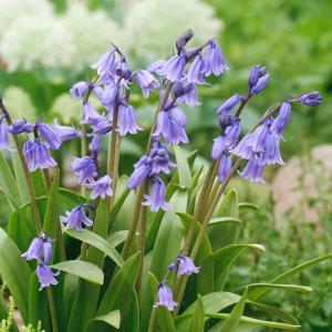 Гиацинтоидес Нон-скрипта (Hyacinthoides non-scripta), 15 шт (разбор 7/8) - картинка 1