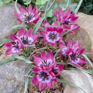 Тюльпан хумилис Литтл Бьюти (humilis Little Beauty), 15 шт (разбор 6/7) - картинка 1