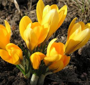 Крокус Геел (Geel=Yellow Mammouth), 10 шт (разбор 9/10) - картинка 3