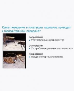 Адвион гель, от тараканов, 30 г (Сингента) - картинка 2