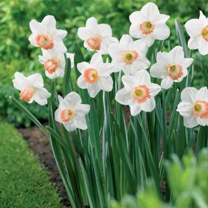 Нарцисс Пинк Прайд (Pink Pride), 5 шт (разбор 12/14) - картинка 1