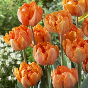 Тюльпан Оранж Принцесс (Orange Princess), 10 шт (разбор 11/12) - картинка 1