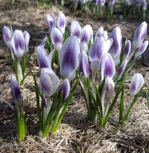 Крокус Принц Клаус (Prins Claus), 25 шт (разбор 5/7) - картинка 1