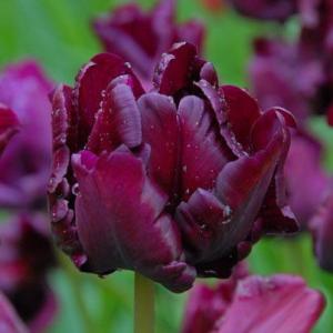 Тюльпан Викториа'c Сикрет (Victoria's Secret), 10 шт (разбор 11/12) - картинка 2