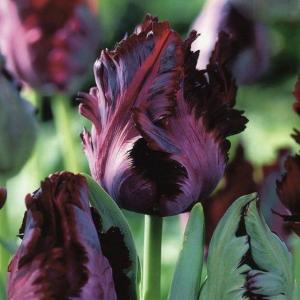 Тюльпан Блек Пэррот (Black Parrot), 10 шт (разбор 12/14) - картинка 3