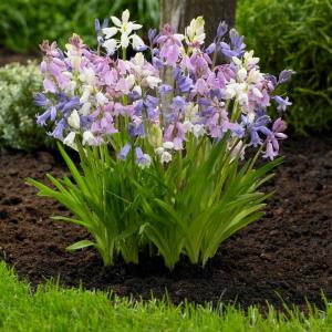Гиацинтоидес испанский смесь (Hyacinthoides hispanica Mixed = Scilla Campanulata), 15 шт (разбор 7/8) - картинка 1