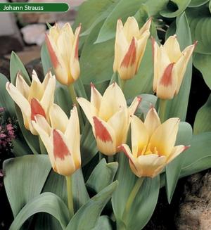Тюльпан Иоганн Штраусс (Johann Strauss), 10 шт (разбор 11/12) - картинка 2