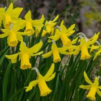 Нарцисс Фебруари Голд (February Gold), 5 шт (разбор 12/14)