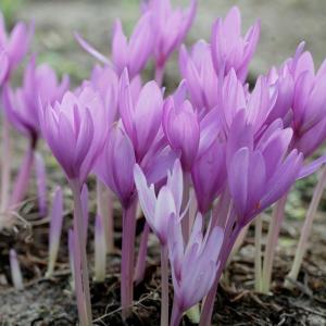 Колхикум Джайент  (Colchicum Giant), 1 шт (разбор 20/22) - картинка 1