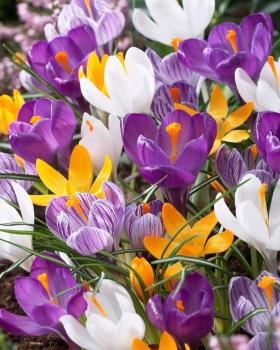 Крокус крупноцветковый смесь (Crocus vernus Mixed), 10 шт (разбор 9/10) - картинка 2