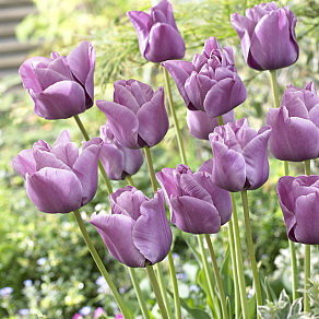 Тюльпан Блю Эмабль (Blue Aimable), 10 шт (разбор 12/14) - картинка 1