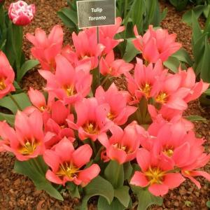 Тюльпан Торонто (Toronto), 25 шт (разбор 12/14!) - картинка 5