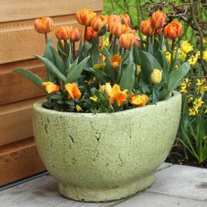 Тюльпан Оранж Принцесс (Orange Princess), 10 шт (разбор 11/12) - картинка 3