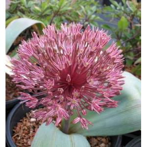 Аллиум Невскианум (Allium nevskianum), 3 шт (разбор 14/16) - картинка 2