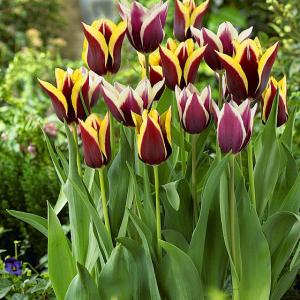 Тюльпан Гавота (Gavota), 10 шт (разбор 12/14) - картинка 6