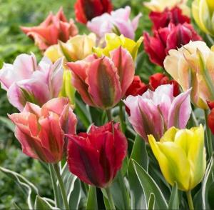 Тюльпан зеленоцветный смесь (Tulipa Viridiflora Mixed), 10 шт (разбор 12/14) - картинка 2