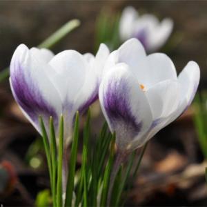 Крокус Принц Клаус (Prins Claus), 25 шт (разбор 5/7) - картинка 2