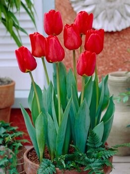 Тюльпан Апельдорн (Apeldoorn), 50 шт - картинка 3