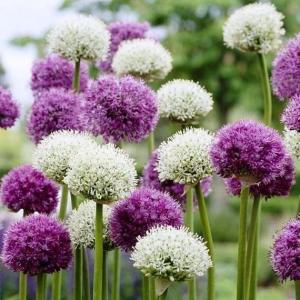 Аллиум Дуэт смесь (Allium Duet Mix), 15 шт - картинка 1