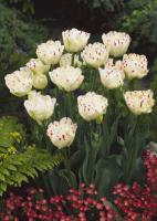 Тюльпан Денслайн (Danceline), 5 шт (разбор 12/14)