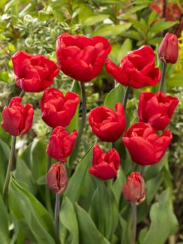 Тюльпан Феррари (Ferrari), 10 шт (разбор 11/12) - картинка 1