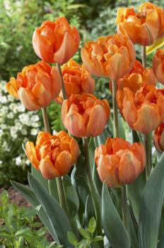 Тюльпан Оранж Принцесс (Orange Princess), 10 шт (разбор 11/12) - картинка 6