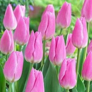 Тюльпан Мистресс (Mistress), 10 шт (разбор 11/12) - картинка 1