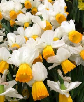 Нарцисс Оранж Комет (Orange Comet), 5 шт (разбор 12/14) - картинка 1