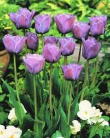 Тюльпан Блю Эмабль (Blue Aimable), 10 шт (разбор 12/14)