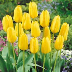 Тюльпан Кандела (Candela), 10 шт  (разбор 11/12) - картинка 1