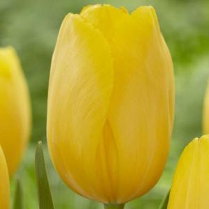 Тюльпан Йеллоу Триумф (Yellow Triumph), 25 шт - картинка 2